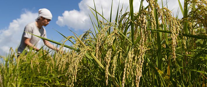 Agriculture Skill Assessment Test in Nepal